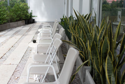 Potted plants on chair in yard