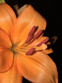 Close-up of orange flower