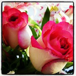 Close-up of pink rose