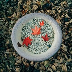Directly above shot of leaves