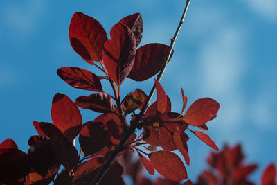 Low angle view of red flowering plant against sky