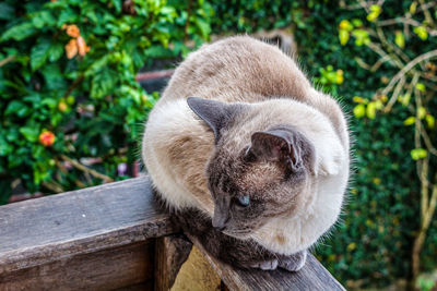 Cat portrait looking away