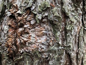 Full frame shot of tree trunk