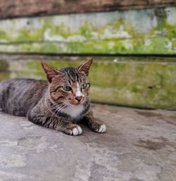 Portrait of cat resting on floor