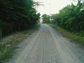 Road amidst trees against sky