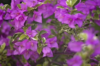 Close-up of purple bougainvillea flowers