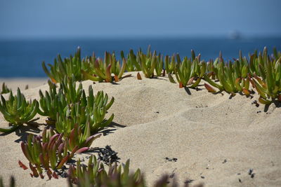 Plants growing on beach against sky