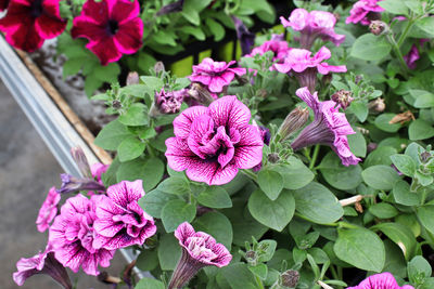 High angle view of pink flowering plants