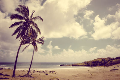 Palm trees on beach against sky