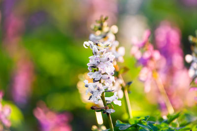 Close-up of purple flowering plant