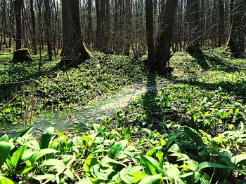 Trees in forest