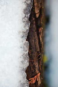 Close-up of tree trunk