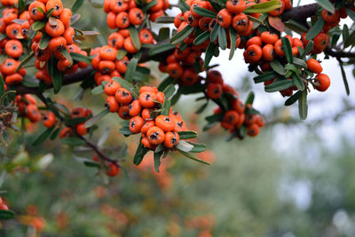 Close-up of red leaves