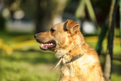 Close-up of a dog looking away