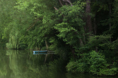 Scenic view of lake amidst trees in forest