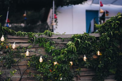 Close-up of flowering plants by building