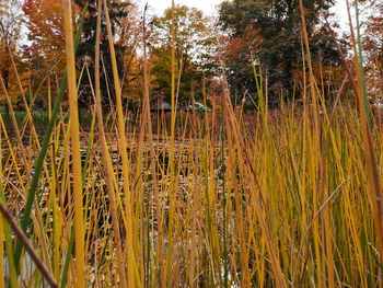 Scenic view of lake in forest