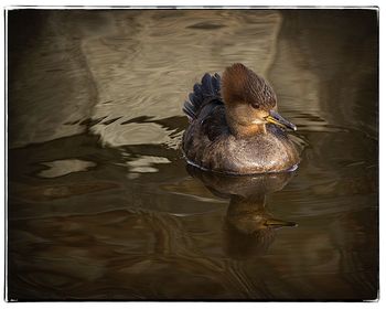 Close-up of duck swimming in lake