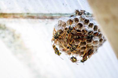 Close-up of honey bees on honeycomb