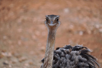 Close-up of bird