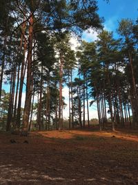 Trees in forest against sky