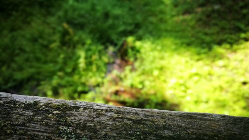 Close-up of tree trunk in forest