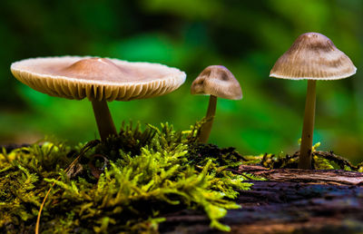 Close-up of mushroom growing in forest