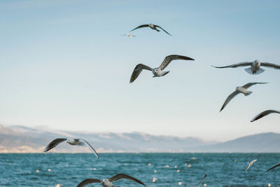 Birds flying over sea against clear sky