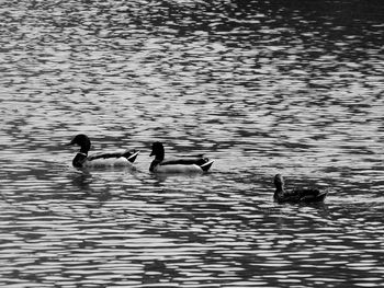 Swans swimming on lake