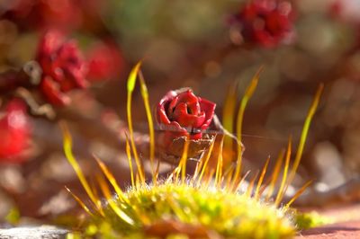 Close-up of red pollinating flower