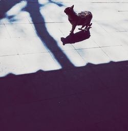 High angle view of dog sitting outdoors