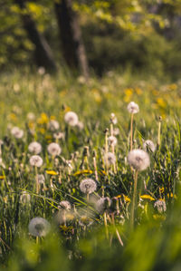 Close-up of flowering plants on field