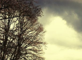 Low angle view of tree against sky