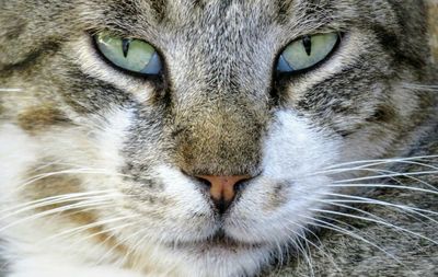 Close-up portrait of cat
