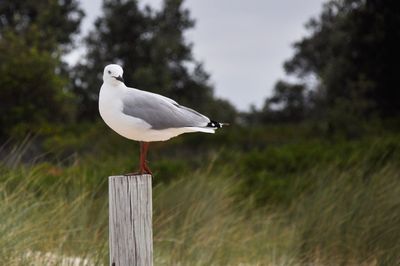 Close-up of bird perching on wooden post