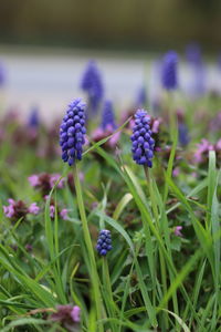 Close-up of purple flowers blooming in field