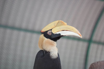Close-up of a bird