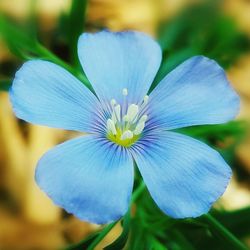 Close-up of blue flower blooming outdoors