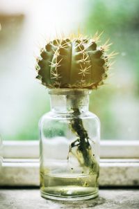 Close-up of cactus in the glass jar on table