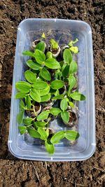 High angle view of vegetables in container