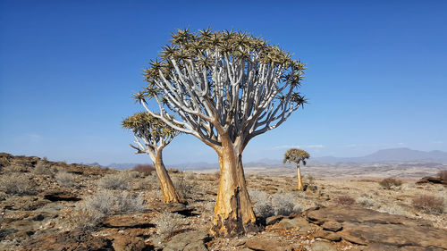 Tree on field against clear blue sky