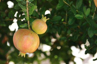Close-up of fruit growing on tree