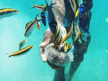 Midsection of man holding sea urchin in sea