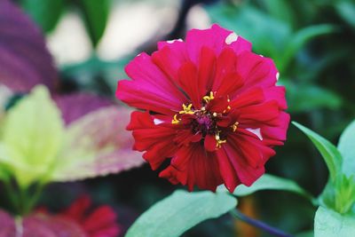 Close-up of pink flower