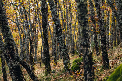 Pine trees in forest during autumn