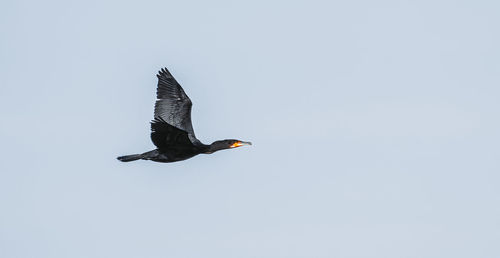 Low angle view of a bird flying