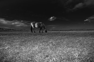 Horse grazing in a field