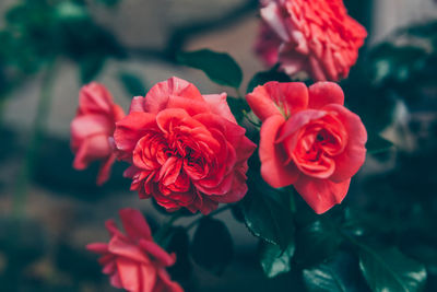 Close-up of red rose