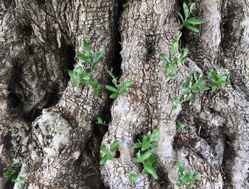 Low angle view of trees