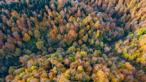 Full frame shot of pine trees in forest during autumn